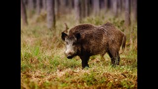 ПОЖАЛУЙСТА ПЕСНЮ СО СЛОВАМИ ВЕСЕЛО ПО ПОЛЮ БЕГАЕТ КАБАНЧИК