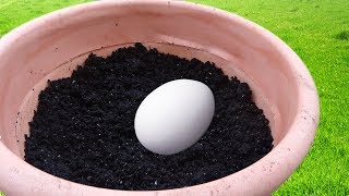 Bury An Egg In Your Garden Soil and What Happens A Few Days Later Will Surprise You