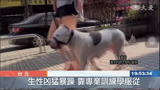 比特犬生性凶猛攻擊性強 列管危險犬隻