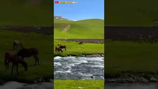 The Paradise of Suusamyr Valley of Kyrgyzstan #shorts #short #shortvideo