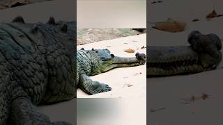 #wildlife #giant #crocodile #sighting #zoo #india #trending #shorts #viral #reels #ytshorts #ytshort