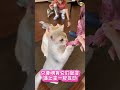 bukit jalil最大最好玩的猫咪咖啡馆 这里是撸猫天堂啊～🐱🐱