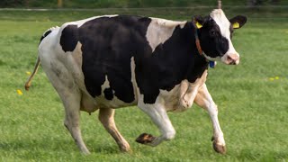 cows back in the pasture for the first time since winter! 4K