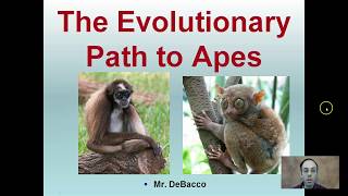 The Evolutionary Path to Apes