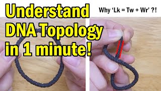 Understand DNA topology in 1 minute! For those who cannot understand why Lk number is preserved!