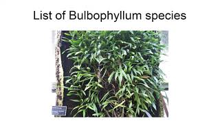 List Of Bulbophyllum Species