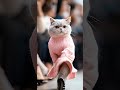 萌猫走秀第10场 cute kitten catwalk no.10 时装秀 萌猫 relaxing 正能量