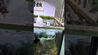 巨骨舌鱼和萌猫 #巨骨舌鱼