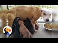 Dog Leads Rescuers To Puppies She Was Hiding | The Dodo