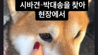 시바견 박대송은 어디로 사라졌나?