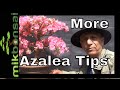 More Satsuki Azalea Bonsai - Azalea bonsai tree care tips