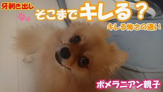 【噛みつき犬】怒りん坊の母ポメひなの可愛い嚙み方💕💕💧（笑）