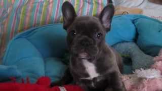 New Jersey's AKC Health Certified French Bulldogs: Legacy's Belisima