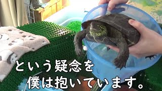 【クサガメ】疑念を抱くもじお【セキセイインコ】