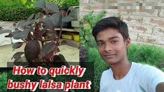 How to make fast, easy bushy for lalsa plant ||Garden teach||