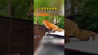 小狐狸被球網纏住身體，它的同伴跑去尋求人類幫助！#nature #wildlife #animal #wildanimals #animals   #動物 #動物救援