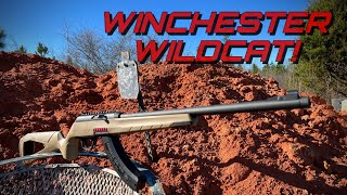 Winchester Wildcat! An Awesome Budget .22 Rifle!