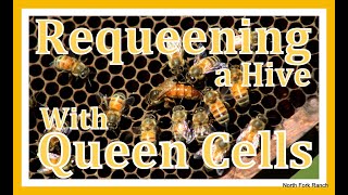 Beekeeping - Requeening a hive with queen cells