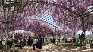 咲き誇るムラサキフジ　「山田の藤」見ごろ　熊本・山田日吉神社