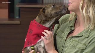 Second Hand Hounds: Finding forever homes for rescue pets