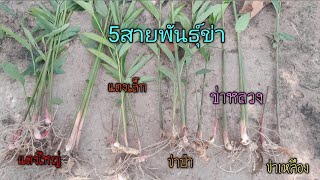 ความแตกต่างของข่า5สายพันธุ์ #ข่าเกษตรแดงน้อย #ข่าป่า #ข่าหลวง #ข่าเหลือง #ข่าเกษตรแดงใหญ่ ต่างกัน?