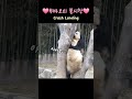 ❤우주최강 귀요미 푸바오의 불시착💕fubao s crash landing❤