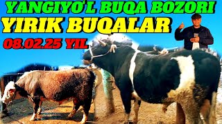 YANGIYOʻL BUQA BOZORIDA YIRIK BUQALAR SOTILADI 🦬🦬