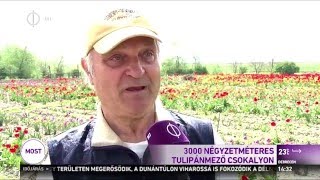 Tulipánok