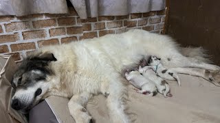 【やっとありつけた🍼】只今帰りました❣️【Great Pyrenees】