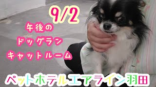 9/2午後☀️ワンちゃんドッグラン〜猫ちゃん〜のご様子です♪羽田空港近くのペットホテルエアライン羽田にご宿泊中のペットちゃん達です♡