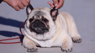 个子不大，鼾声不小，巴哥这种狗太适合懒人饲养了\\Small and snoring. Pug is suitable for lazy owners.