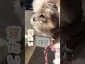 どこに行っても愛犬はマイペースなんです🐶 シーズー いぬ 犬 わんこ