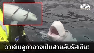 นอร์เวย์วาฬเบลูกาที่คาดว่าอาจเป็นสายลับรัสเซีย | คัดข่าวค่ำ | 30 เม.ย. 62