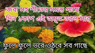 জবা সহ শীতের সমস্ত গাছের ম্যাজিক লিকুইড সার//শীতে গাছ ভর্তি ফুল পেতে এটি ব্যবহার করুন