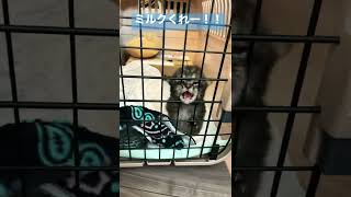 ミルクを早くよこせと興奮する赤ちゃん猫【保護猫ねこまる #Shorts】