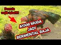 Cara Menguat kan mental ayam muda dan mengembalikan mental ayam yang jatuh mental