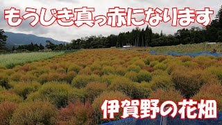 郵便局からの伊賀野の花畑