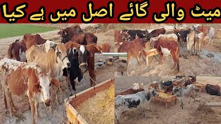 How to Start Cow Farming | Cow Farming Business in Pakistan | Cow Fattening Business | Cow Farming