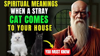 Spiritual Meanings When A Stray Cat Comes To Your House - Buddhist Teachings