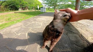 公園のベンチの下に野良猫が寝ていたのでナデナデしてきた