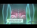 Lower Back Sprains and Strains Lower Back Sprains and Strains