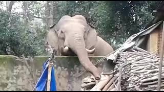 elephant looking for food | wayand | ഭക്ഷണം തേടിവന്ന കാട്ടാന ആദിവാസി കോളനിയിൽ ചെയ്തത് കണ്ടൊ?