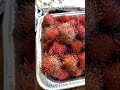 Disappearing fruit|Rambutan