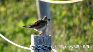 ヒバリのさえずり