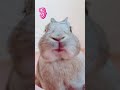 ひさびさのご褒美タイム rabbit bunny animals pets うさぎのいる生活 バナナ banana funny ウサギ yummy