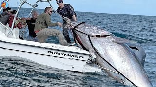 Capturando atún gigante - Los pescadores capturan así el atún rojo gigante, Habilidades pescar atún