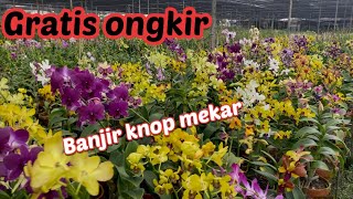 Paket Anggrek Knop super