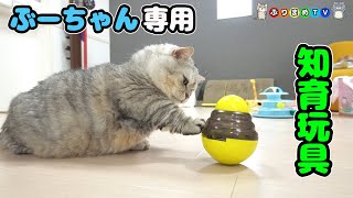 でぶ猫マンチカンがおやつを求めて知育玩具で遊んだ話