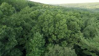 4K Tree tops in the wind.