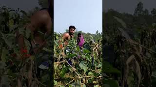 বে/গু/ন খেতে ধরা খেলো হেনা